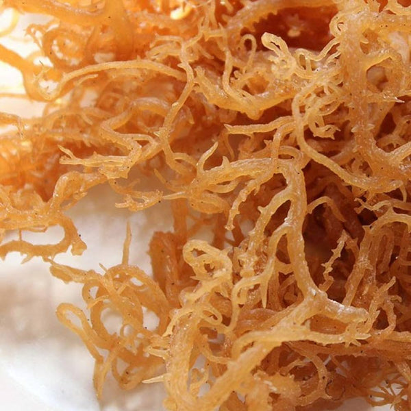 What Are the Benefits of Sea Moss?