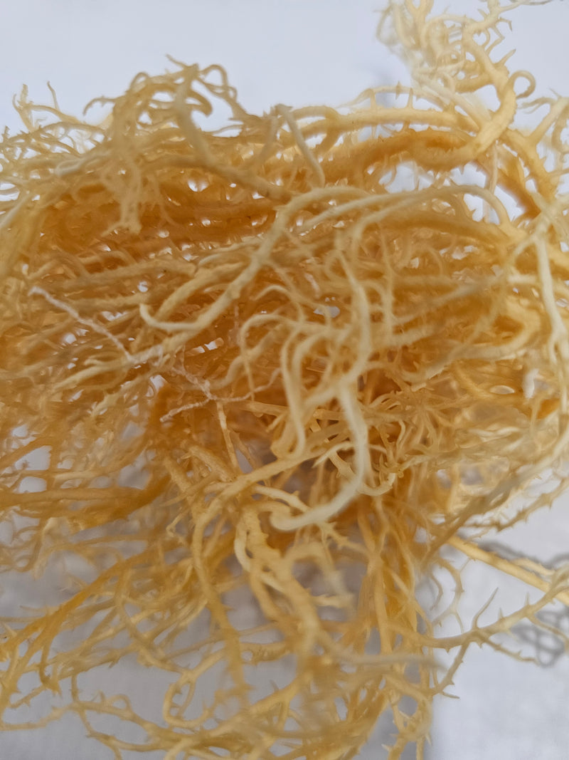 Premium Organic Gold Sea Moss