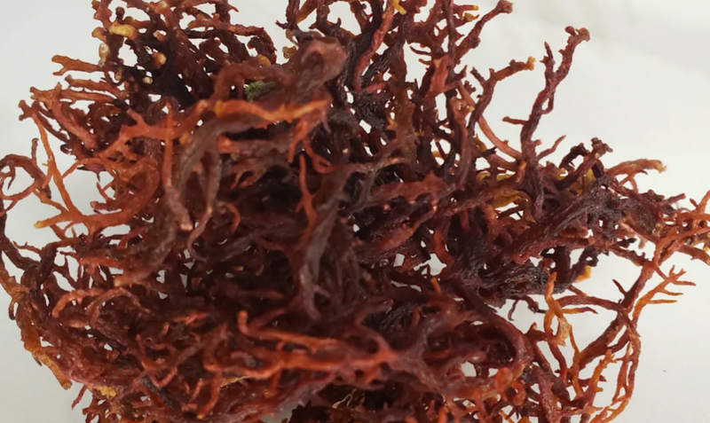 Premium Organic Purple Sea Moss